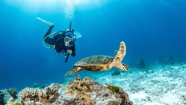 scuba-diving-scuba-malaysia-turtle