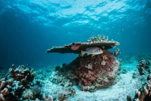 scuba malaysia sipadan underwater