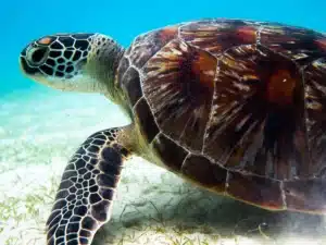 scuba malaysia sea turtle