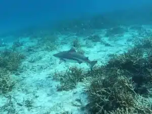 scuba malaysia blacktip shark