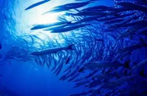 scuba malaysia barracuda