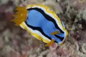 scuba malaysia nudibranch