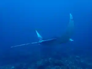 scuba malaysia manta
