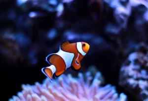 scuba malaysia clownfish