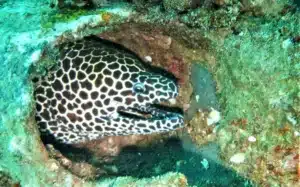 scuba malaysia moray eels