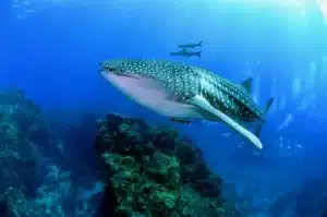 scuba malaysia whaleshark