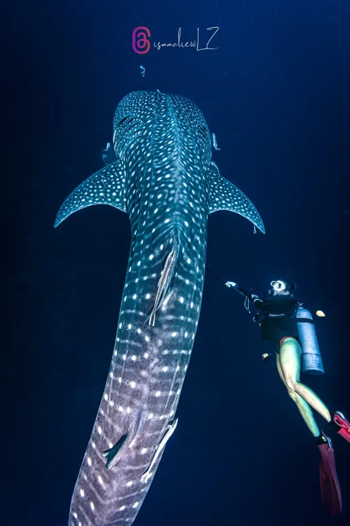 whaleshark tenggol